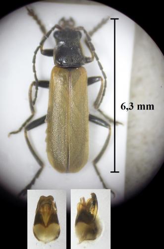 Réf. 236 424 : Cantharis figurata